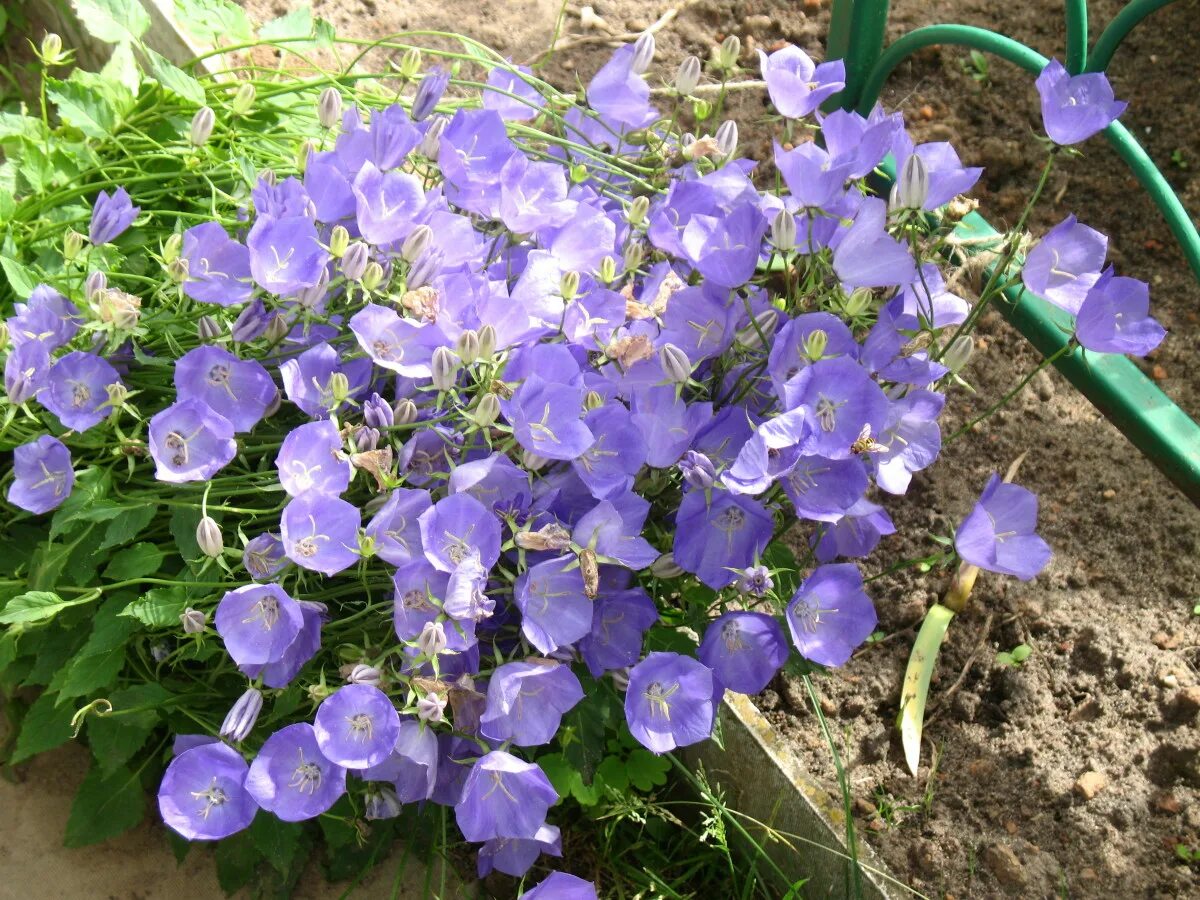 Колокольчик Карпатский Изабель. Колокольчик Карпатский (Campanula Carpatica). Колокольчик Карпатский Саманта. Карпатский колокольчик из семян в домашних