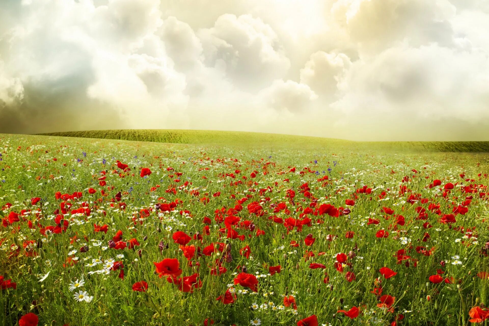 Лето красное прекрасное. Ромашково Маковое поле. Цветочное поле. Красивое поле с цветами. Цветущие поля.