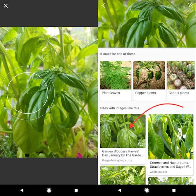 Определить цветок по фотографии с телефона. Распознавание растений. Распознать растение. Распознавание растений по картинке. Как распознать растение по фото.