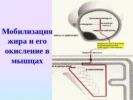 Мобилизация жиров