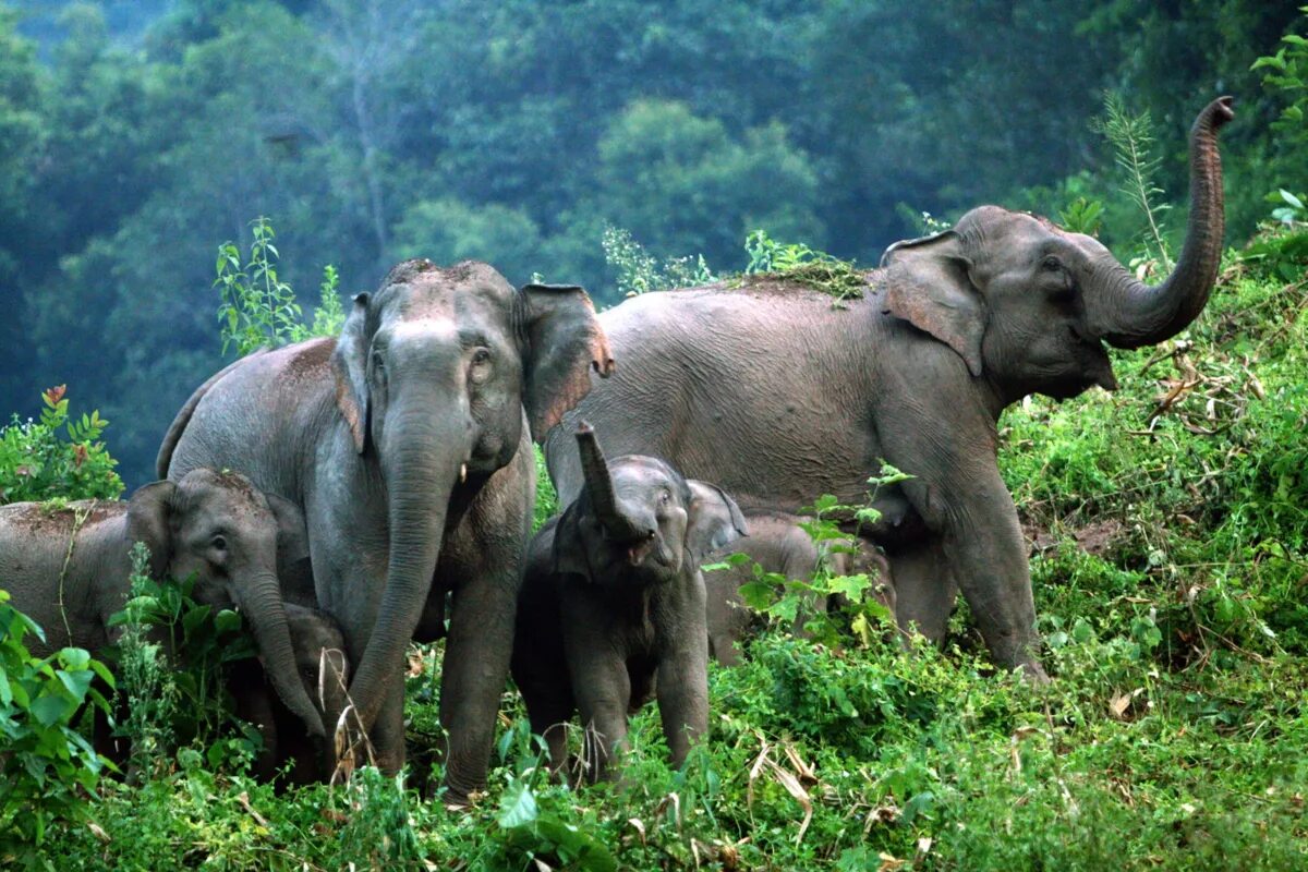 Стая слонов. Индийский слон. Азиатский слон. Индийские слоны.