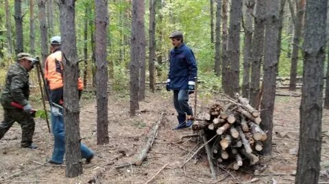 Пригородное лесничество самара