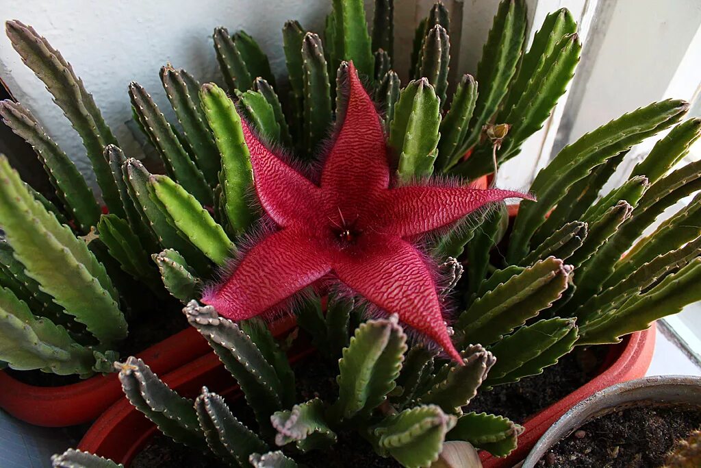 Стапелия крупноцветковая. Stapelia grandiflora. Стапелия (суккулент/Кактус). Суккулент стапелия.