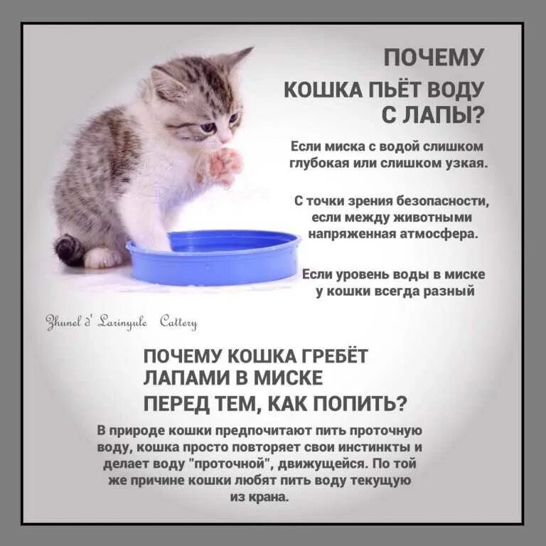 Почему кошка ничего не пьет