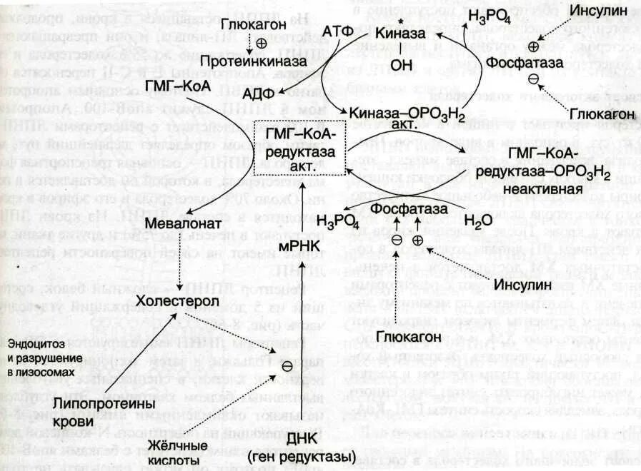 Субстратная регуляция синтеза холестерола. Регуляторные ферменты синтеза жирных кислот биохимия. Происхождение субстратов для синтеза холестерола. Регуляторный фермент синтеза холестерола.