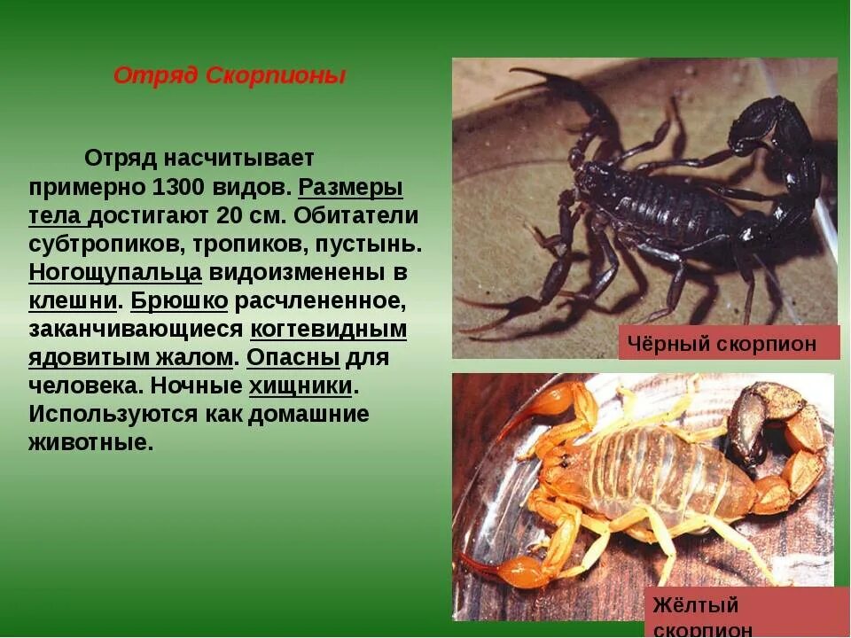 Класс паукообразные Скорпионы. Доклад про скорпиона. Отряд Скорпионы представители. Паукообразные представители Скорпион. Ракообразные паукообразные насекомые конечности