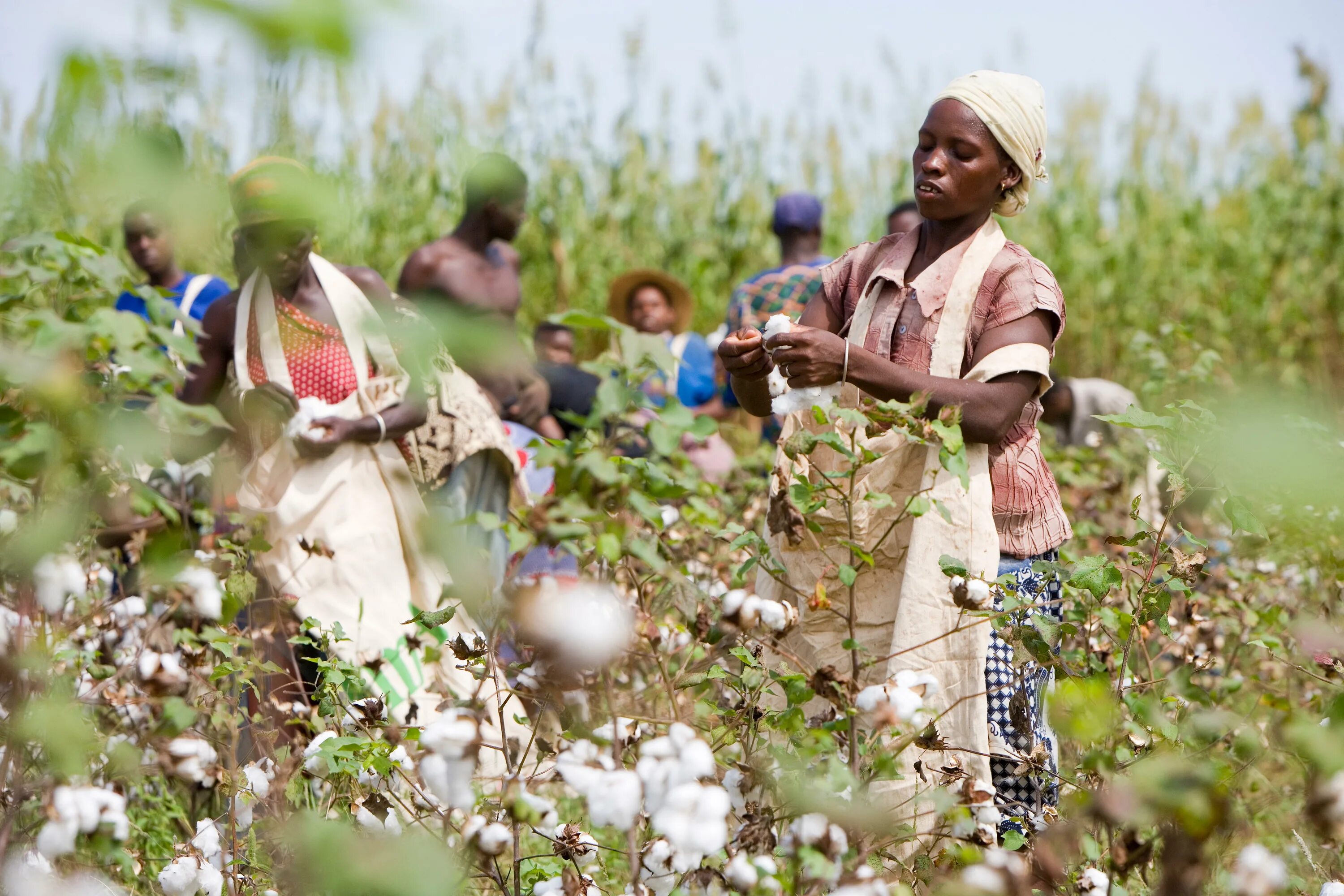 Africa grows. Сельское хозяйство Индии хлопчатник. Судан хлопчатник. Хлопчатник в Африке. Сельскохозяйственная культура хлопчатник в Индии.