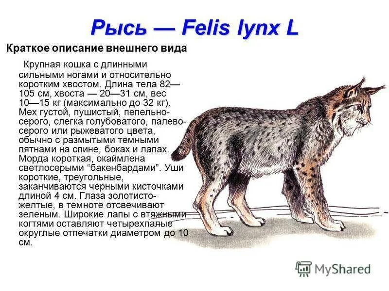 Описание животных. Рассказ о рыси. Рысь описание. Рысь описание внешности.