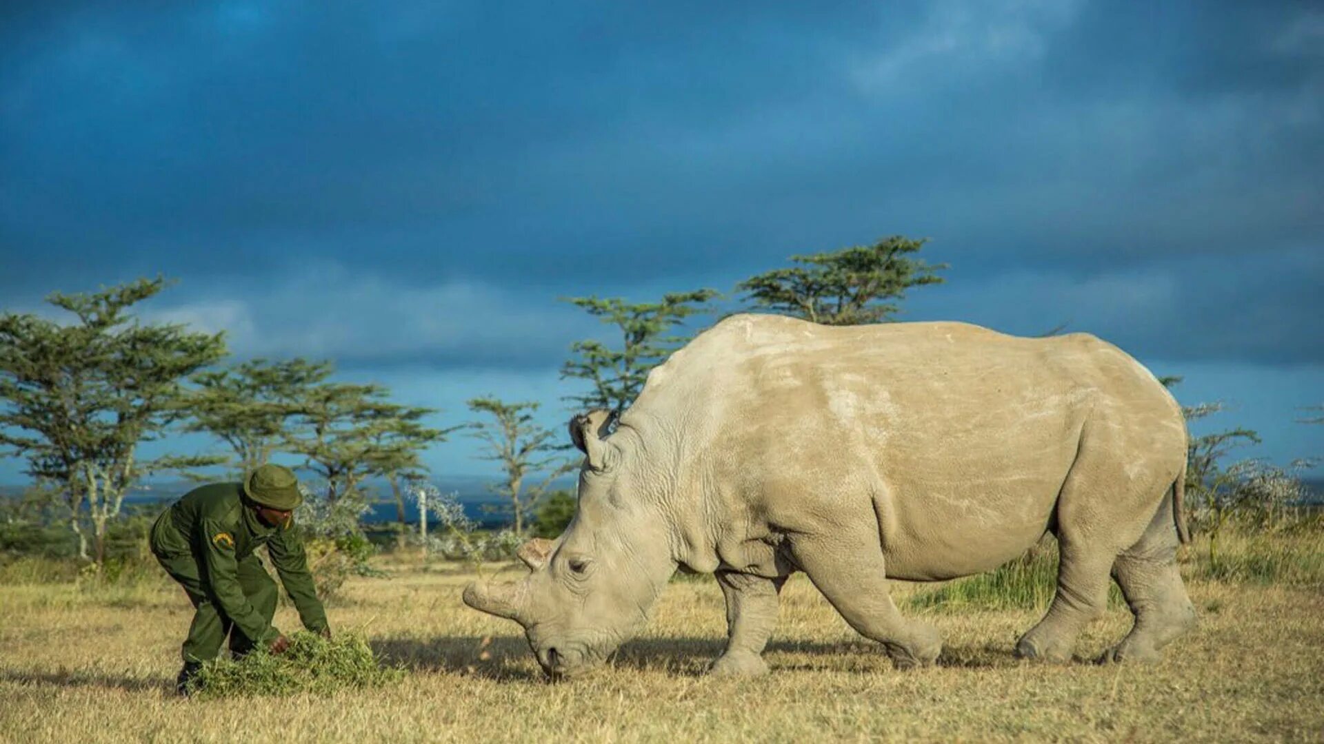 белый носорог сколько их. белый носорог вымирание. белый носорог судан. белый носорог сколько их. африканский северный белый носорог.