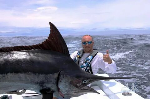 Black marlin
