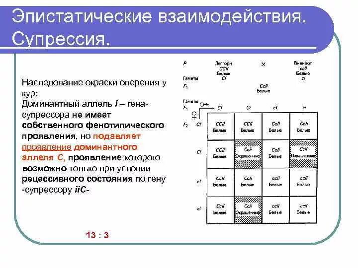 Доминантный ген а определяет развитие. Наследование окраски у кур. Наследование окраски оперения. Эпистатические виды взаимодействия. Типы взаимодействия аллелей.