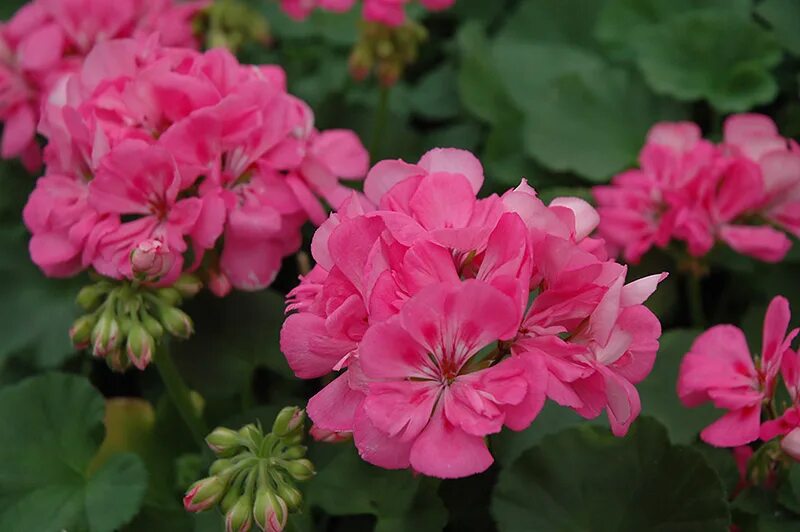 Pink Geranium пеларгония. Престо Пинк пеларгония. Пеларгония кабаре f2 зональная. Пеларгония Парментер Пинк.