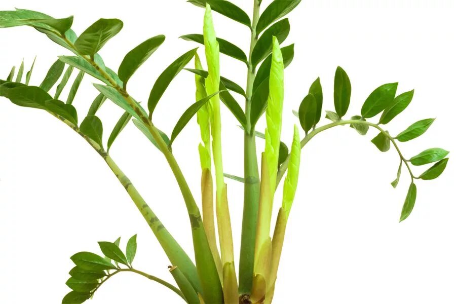 Замиокулькас для животных. Замиокулькас leaf. замиокулькас дерево безбрачия. замиокулькас соцветие. замиокулькас ланцетовидный.