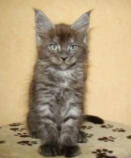 Мейн кун 1 месяц