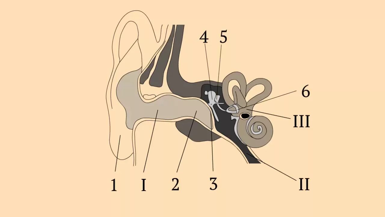 Рассмотрите схематичные изображения уха человека. Строение уха. Строение уха человека схема. Строение уха человека. Строение уха рисунок.