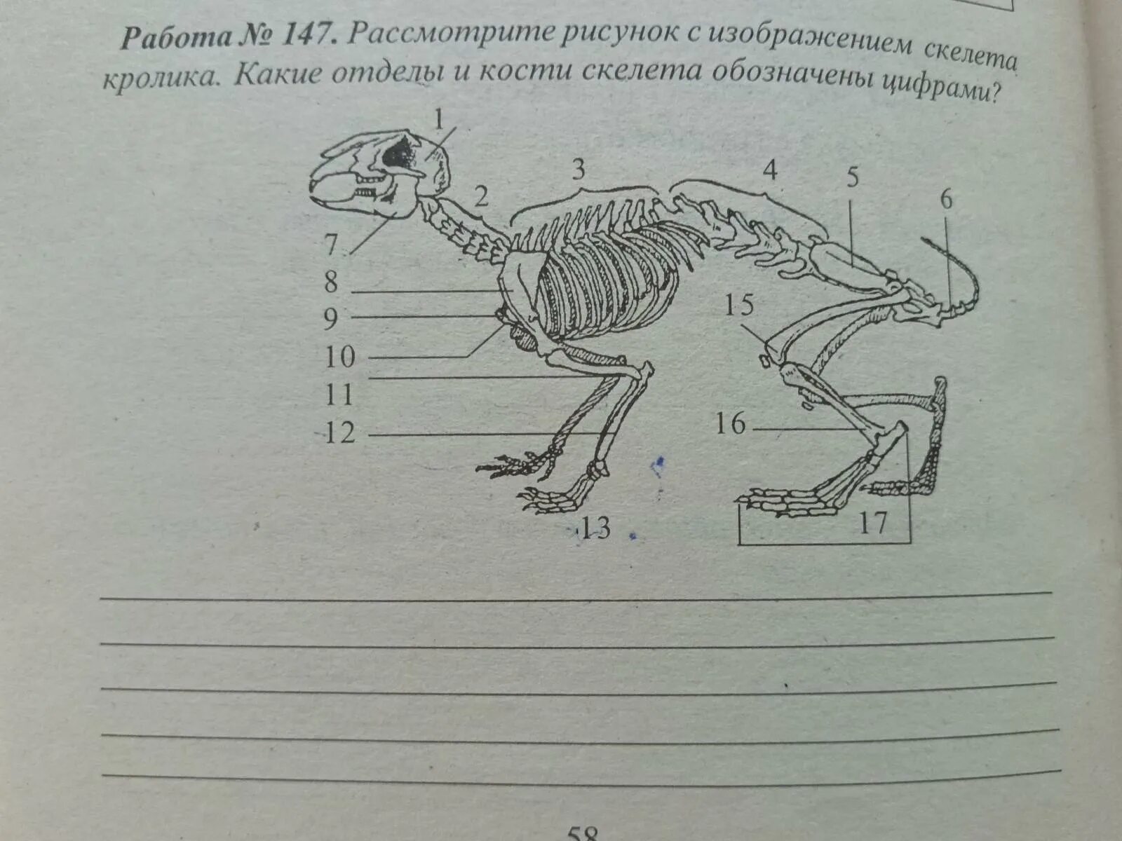 Особенности строения скелета кролика. Скелет кролика биология 7 класс. Скелет кролика. Строение скелета млекопитающих. Строение скелета кролика.