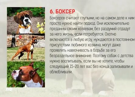 Порода самой преданной собаки
