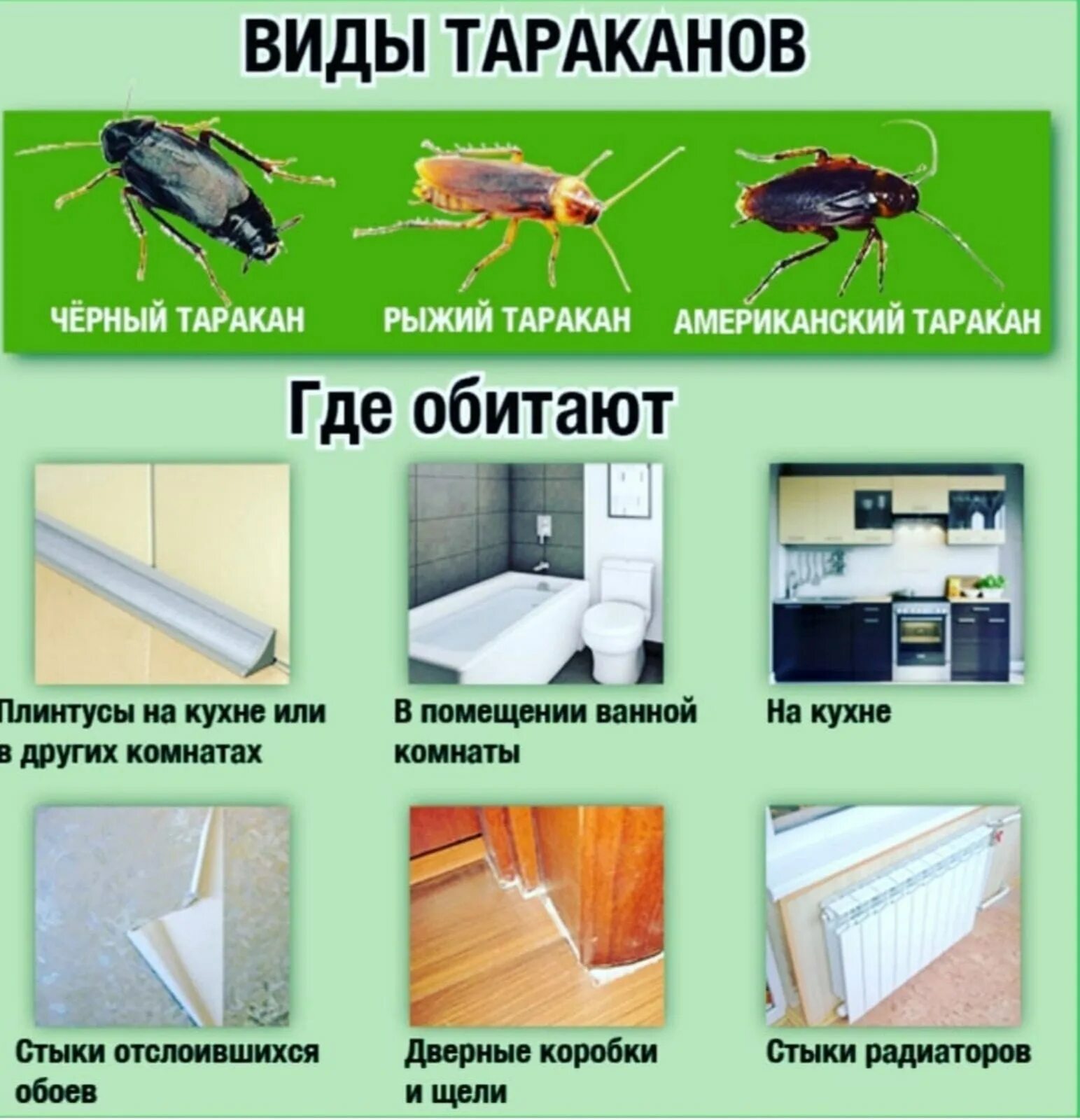 Как быстро избавиться от тараканов дома. Разновидности тараканов. тараканы в квартире. тараканы в жилых домах.