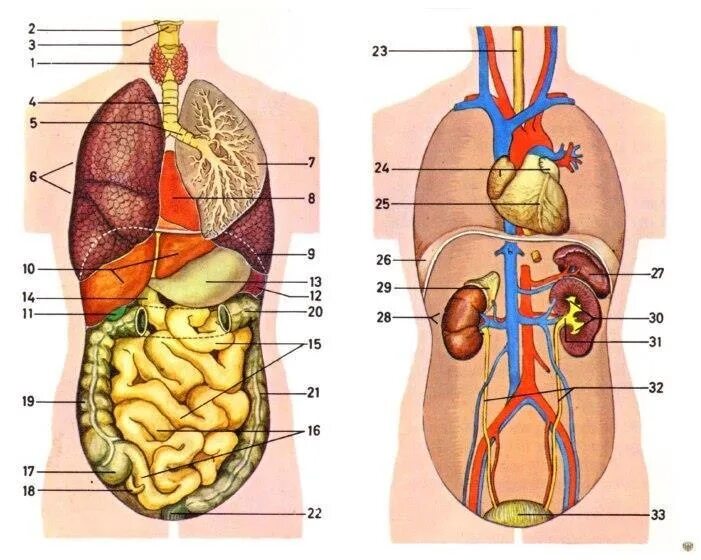 Органы человека и страны