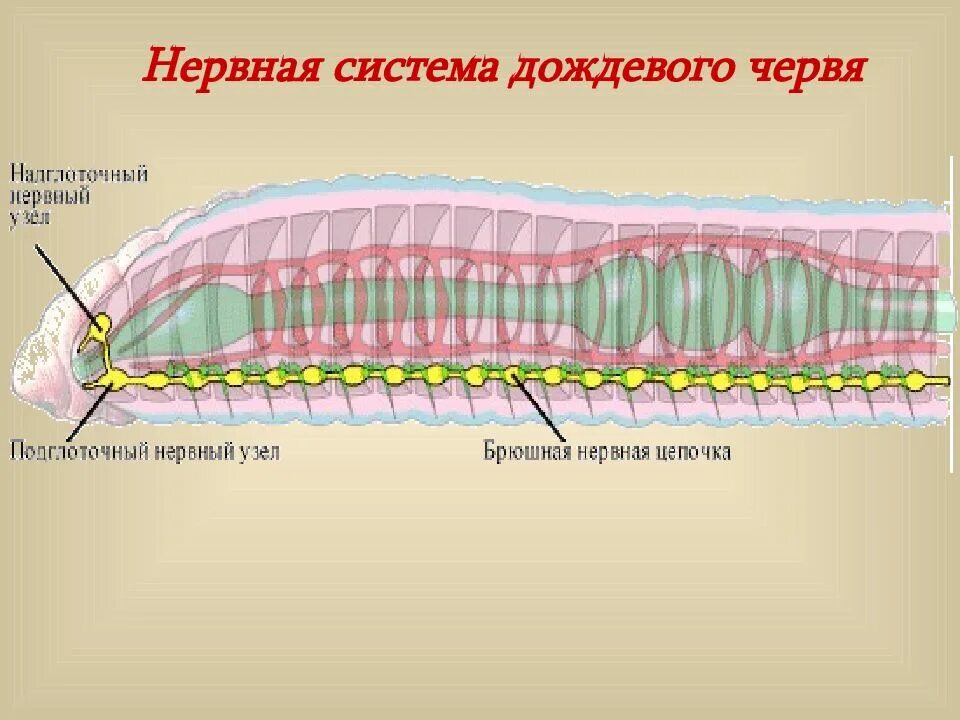 Функции нервной системы у кольчатых червей. Нервная система дождевого червя. нервная система кольчатых червей. нервная система дождевого червя схема. выделительная система дождевого червя 7 класс.