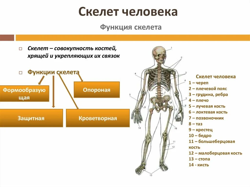 Отдел кости функции. Отделы скелета его кости и функции. Строение и функции отделов скелета человека. Опорно-двигательный аппарат функции скелета. Строение скелета опорно двигательная система.