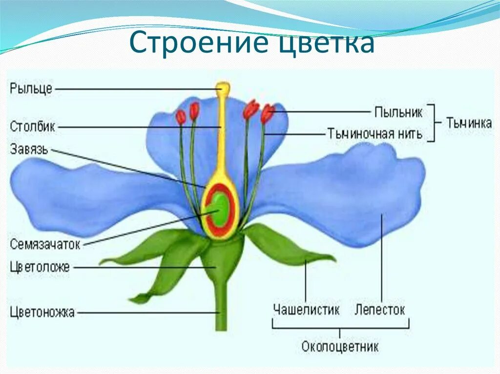 Где находится завязь у цветка. Строение цветка яблони схема. Цветок околоцветник генеративные органы лепесток. Строение растений венчик завязь чашелистик. Строение цветка рыльце пестик.