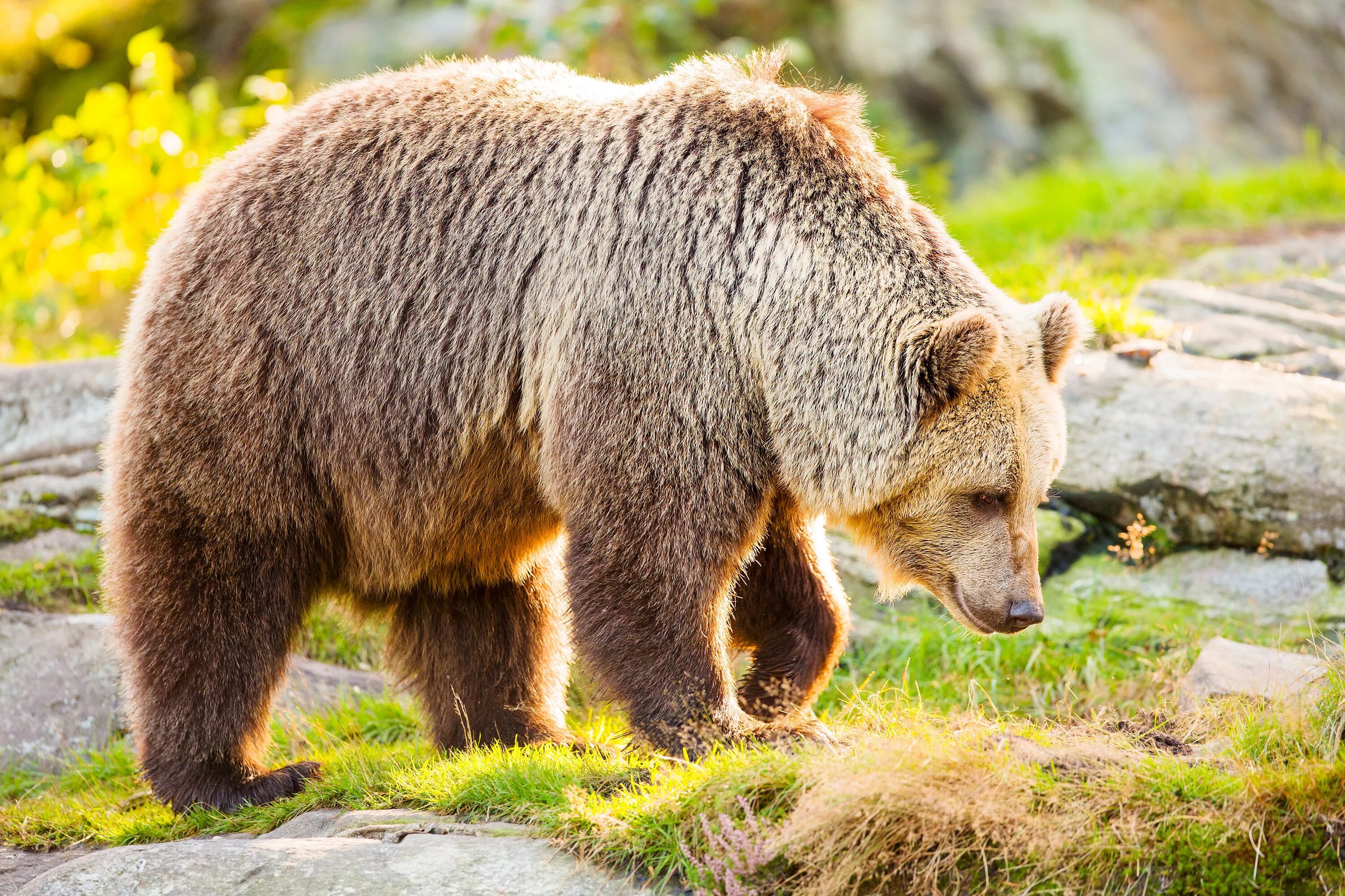Бурый медведь (Ursus arctos). Апеннинский бурый медведь. Дальневосточный бурый медведь. Медведь Гризли. Форма бурого медведя