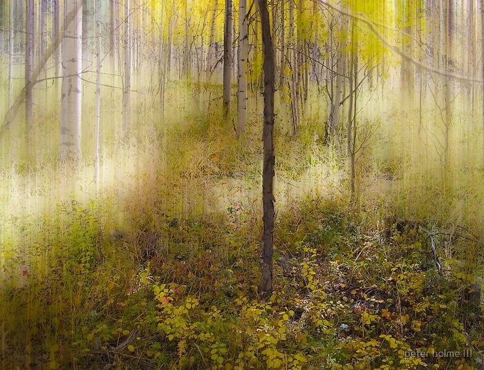 Биджстербош а. Стихи о лете для детей. "лес". А лес стоит загадочный а сердце. Стоит в лесу.