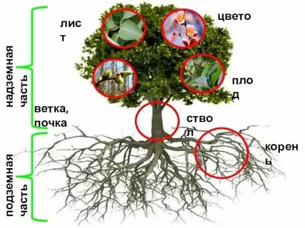 Черепный ствол