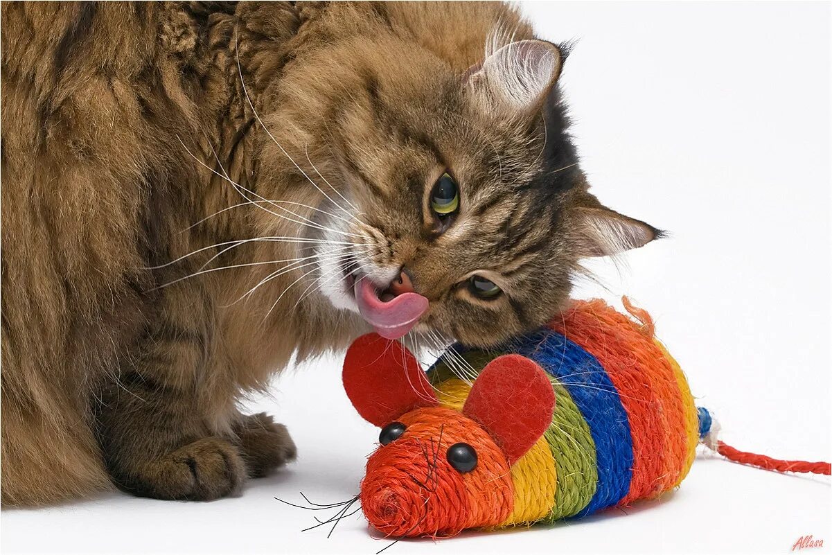 Кошка ловит мышь. Кот и мышонок. Мышка. Котенок с мышкой. Котенок и мышь.