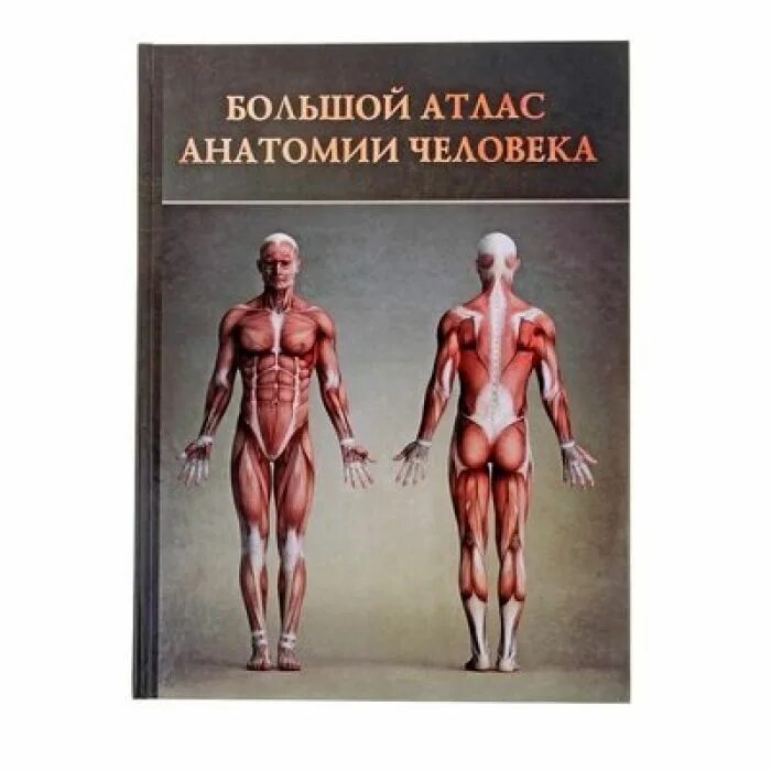 Лучший атлас по анатомии. Атлас анатомии человека. анатомический атлас. анатомический атлас человека. большой атлас анатомии.
