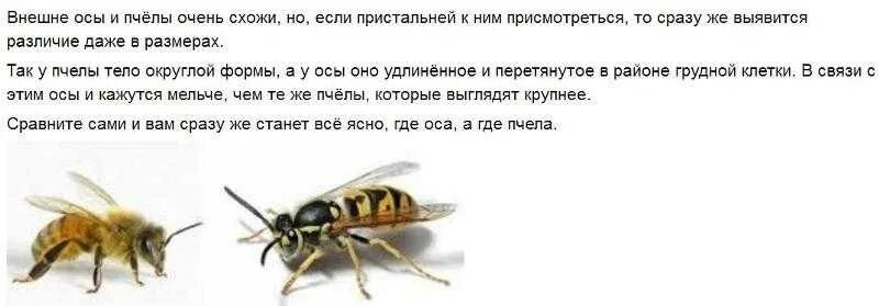 К чему снятся шершни во сне. К чему снятся пчелы. Страшные осы пчелы. Оса пчела бро.