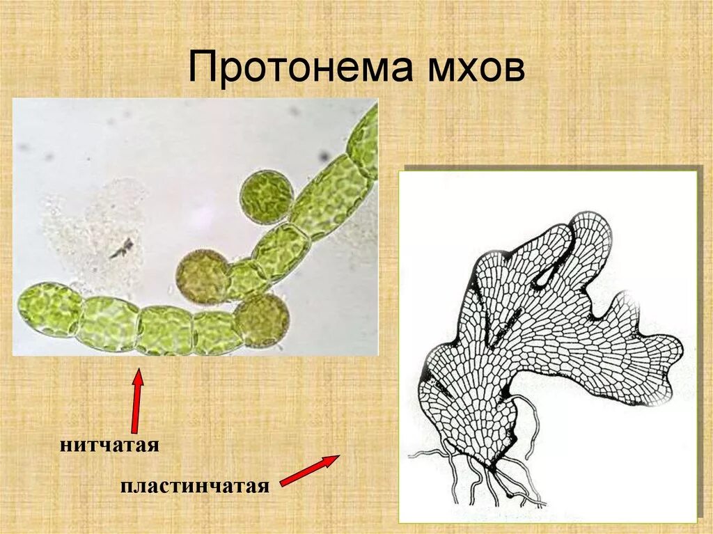 К какому классу относят растение предросток похожая. Протонема мхов гаметофит спорофит. Протонема предросток мхов. Протонема Кукушкина льна. Пластинчатая протонема сфагнума.