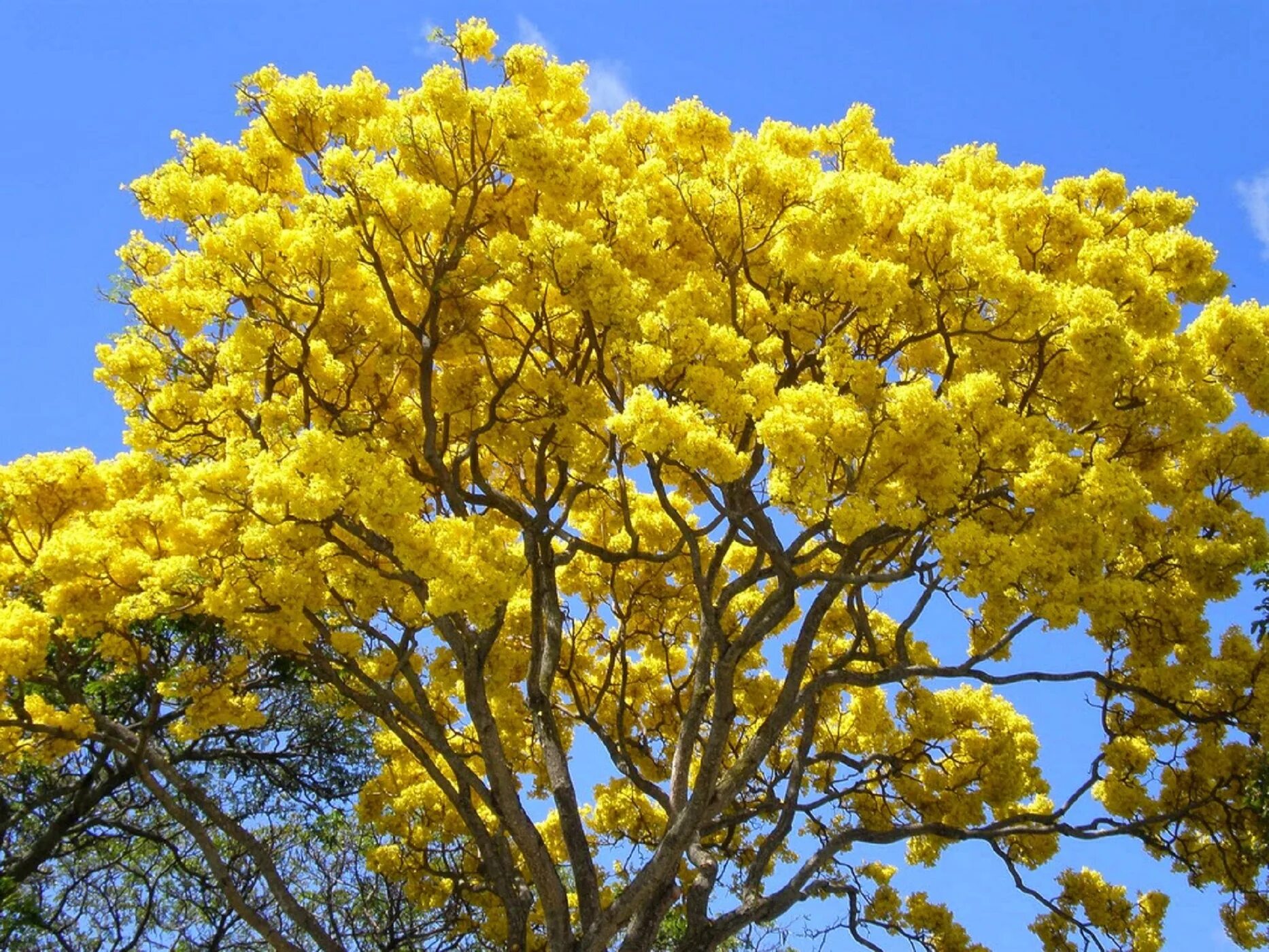 Табебуйя дерево. Джакаранда желтая. Деревья Tabebuia Caraiba,. Дерево Tabebuia Caraiba и голубая ара.