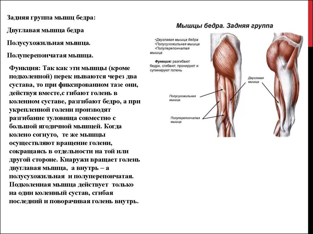 Мышцы приводящие в движение. Полуперепончатая мышца функции. Задняя группа мышц бедра функции. Двуглавая мышца бедра функции. Функции полуперепончатой мышцы бедра.