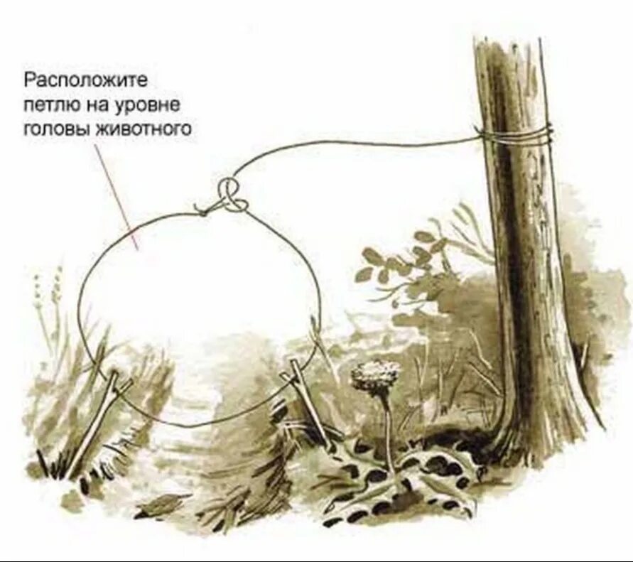 Силки ловушки на зайца. Схема ловушки на фазана. Охотничьи ловушки и самоловы. Силки ловушки на зайца. Как ставить силки на зайца.