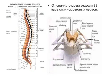 От спинного мозга отходит 31 пара нервов