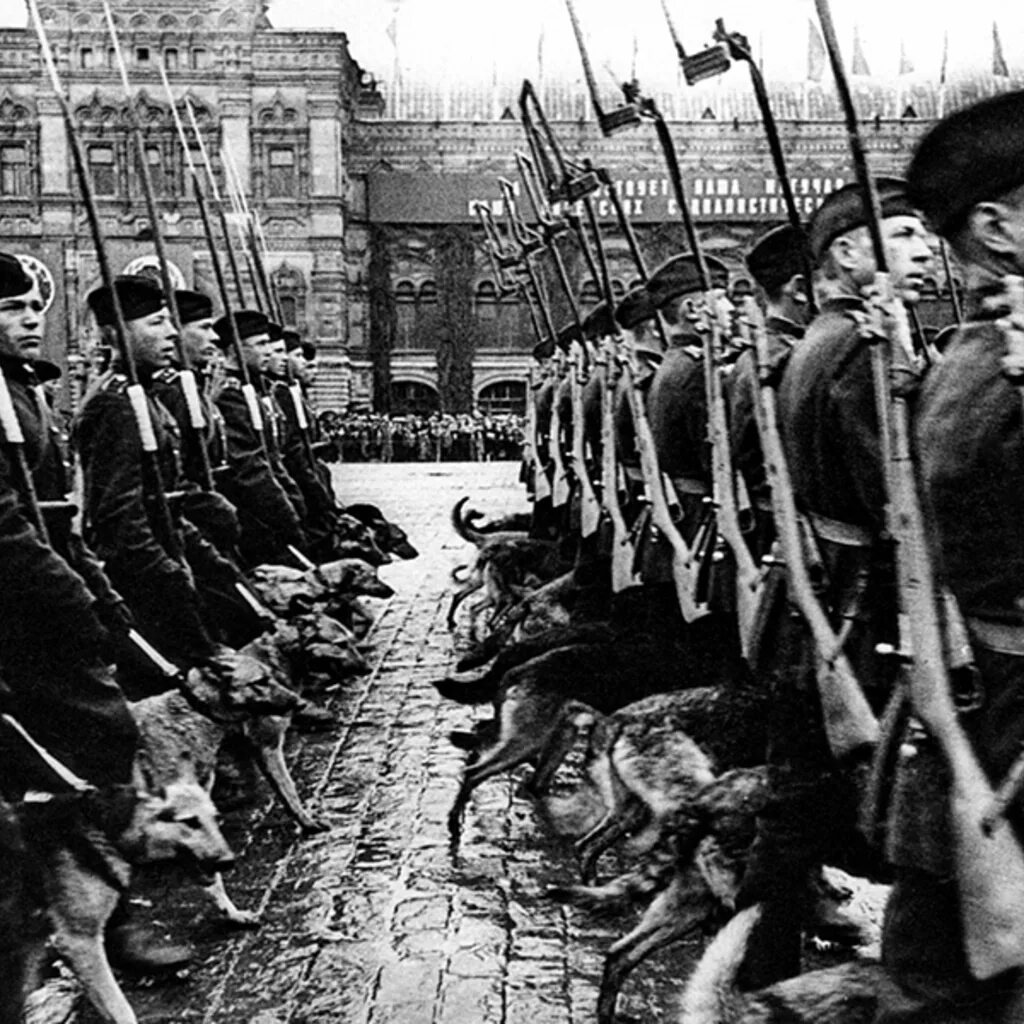 24 июня 20 года. Джульбарс на параде Победы 1945. Пёс Джульбарс на параде Победы 1945 года. Собаки на параде Победы 1945 года на красной площади в Москве. Парад Победы 24 июня 1945 года Джульбарс.