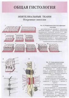 Какое строение эпителиальной ткани