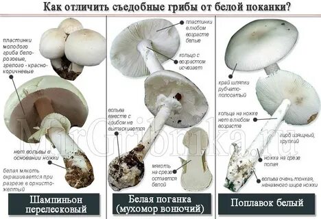 Как отличить поганку от гриба