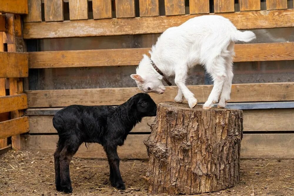 Кличка козленка. Козы на ВВЦ. Черный ягненок. Кличка козленка 2