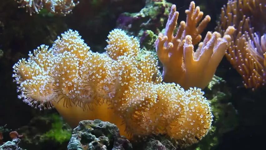 Coral video. Саркофитон коралл. Японский саркофитон коралл. Саркофитон австралийский. Корал саркофитон.