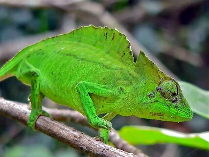 Real Monstrosities: Crested Chameleon.