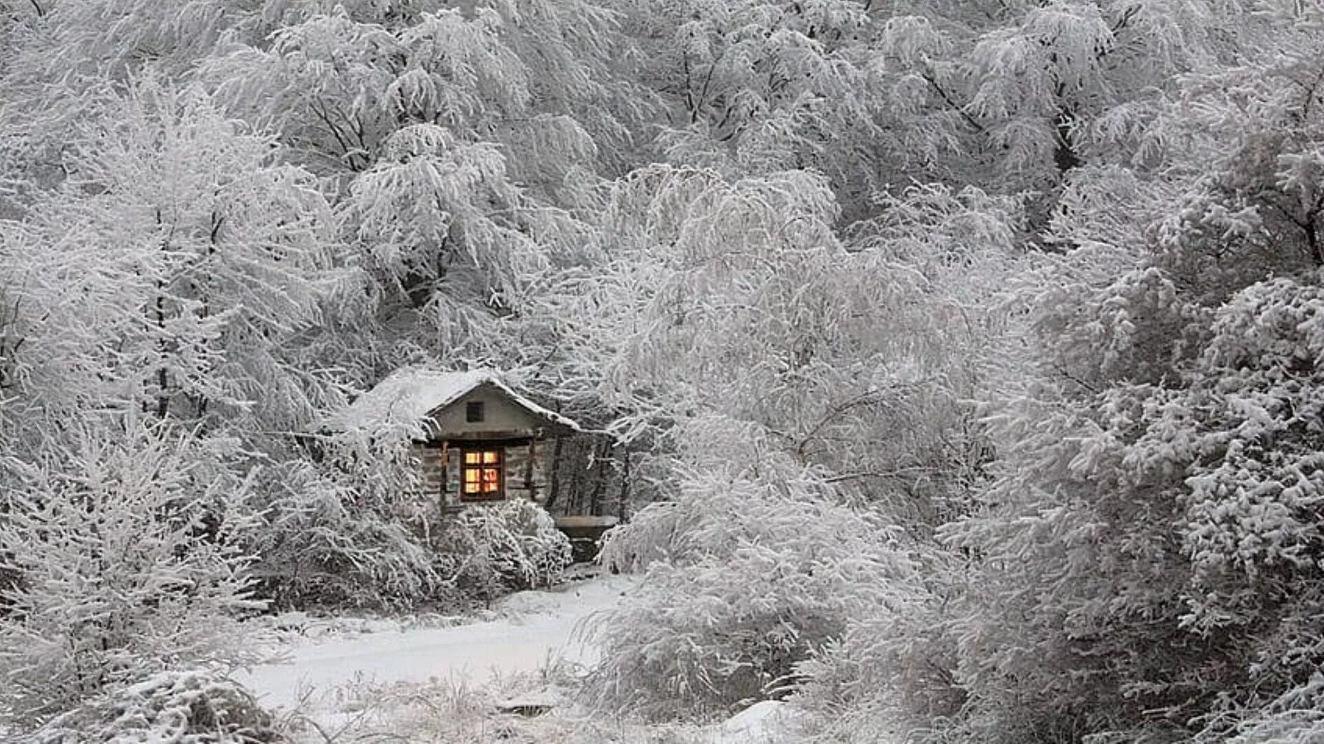домик в зимнем лесу. снег вокруг дома. новогодняя ель на участке зимой. зимний дом. красивый сад зимой.