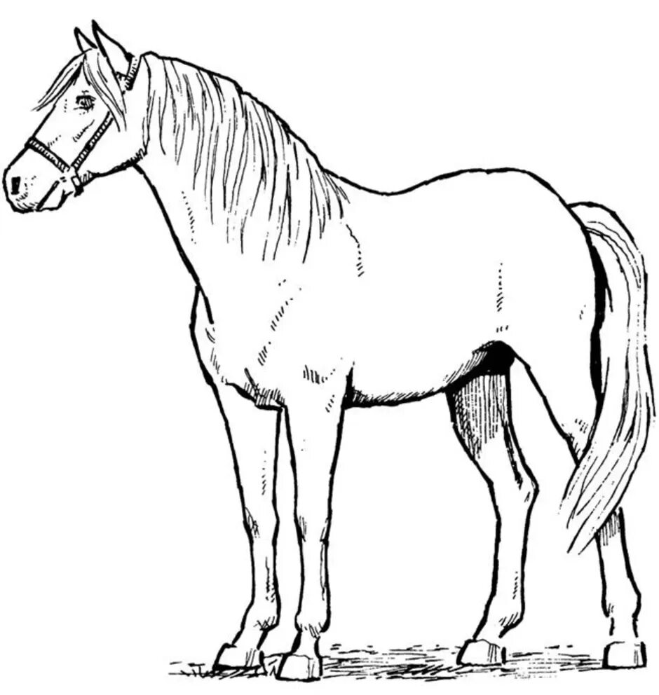 Лошадка для рисования. Лошадь рисунок. Losad risunok. Нарисовать лошадь. Лошадь рисунок карандашом.
