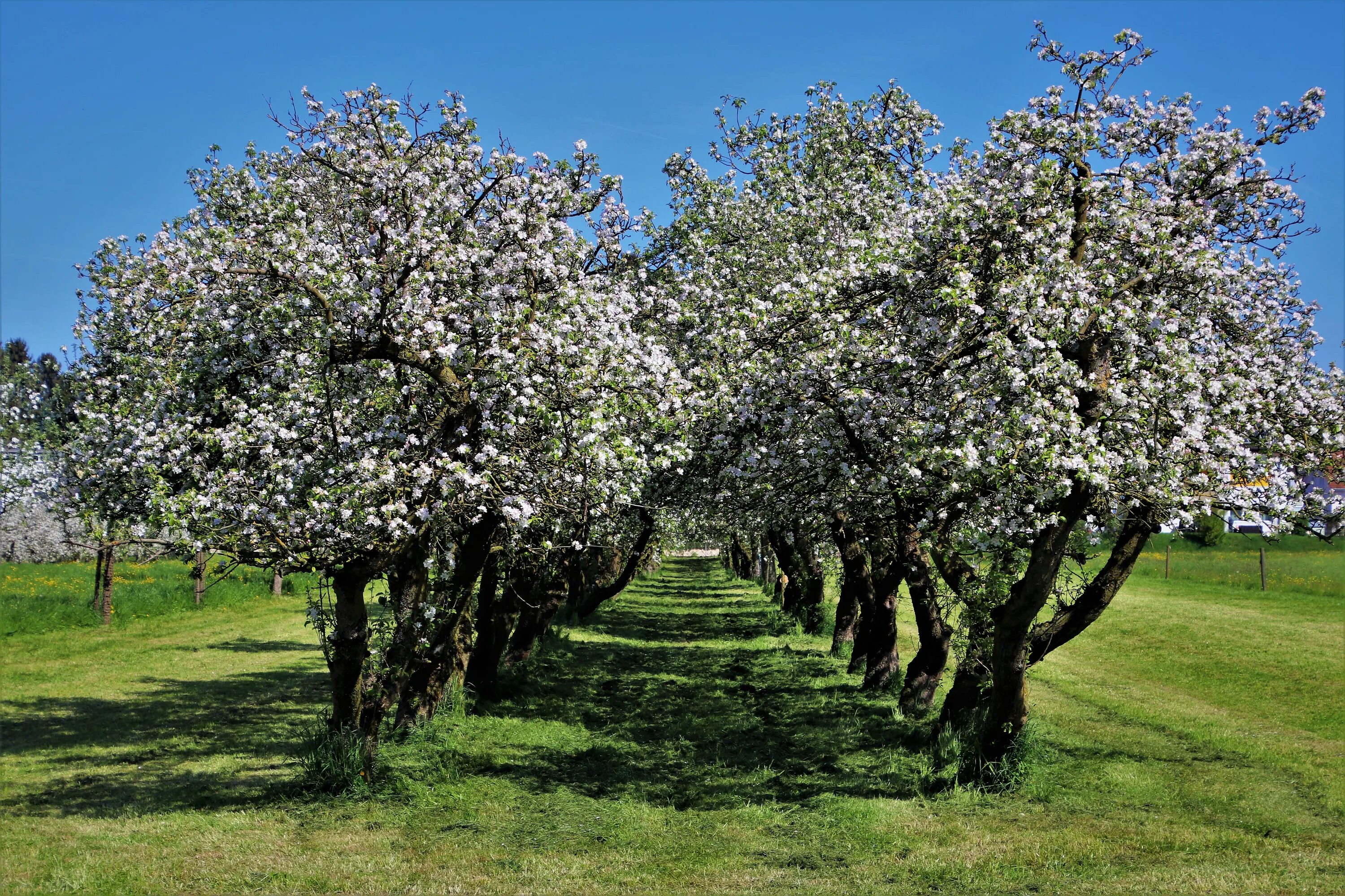 10 плодовых деревьев. Яблоня спринг Брайд. Дерево яблони Жарден. Агидель, Яблоневый сад. Яблоня Адирондак.