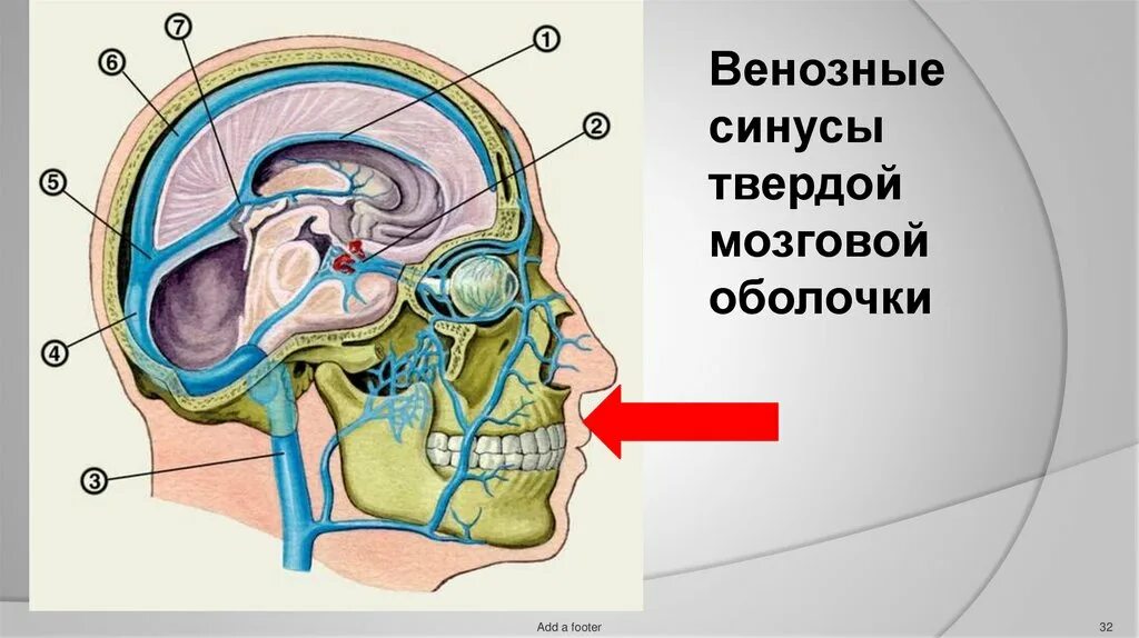 Синусы твердой оболочки мозга. Синусы твёрдой мозговой оболочки анатомия. Синусы твердой оболочки головного мозга схема. Сигмовидный синус твердой мозговой оболочки. Венозные синусы твердой мозговой оболочки.