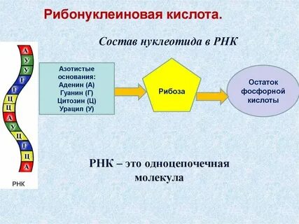 Назовите вещества входящие в состав нуклеотидов рнк