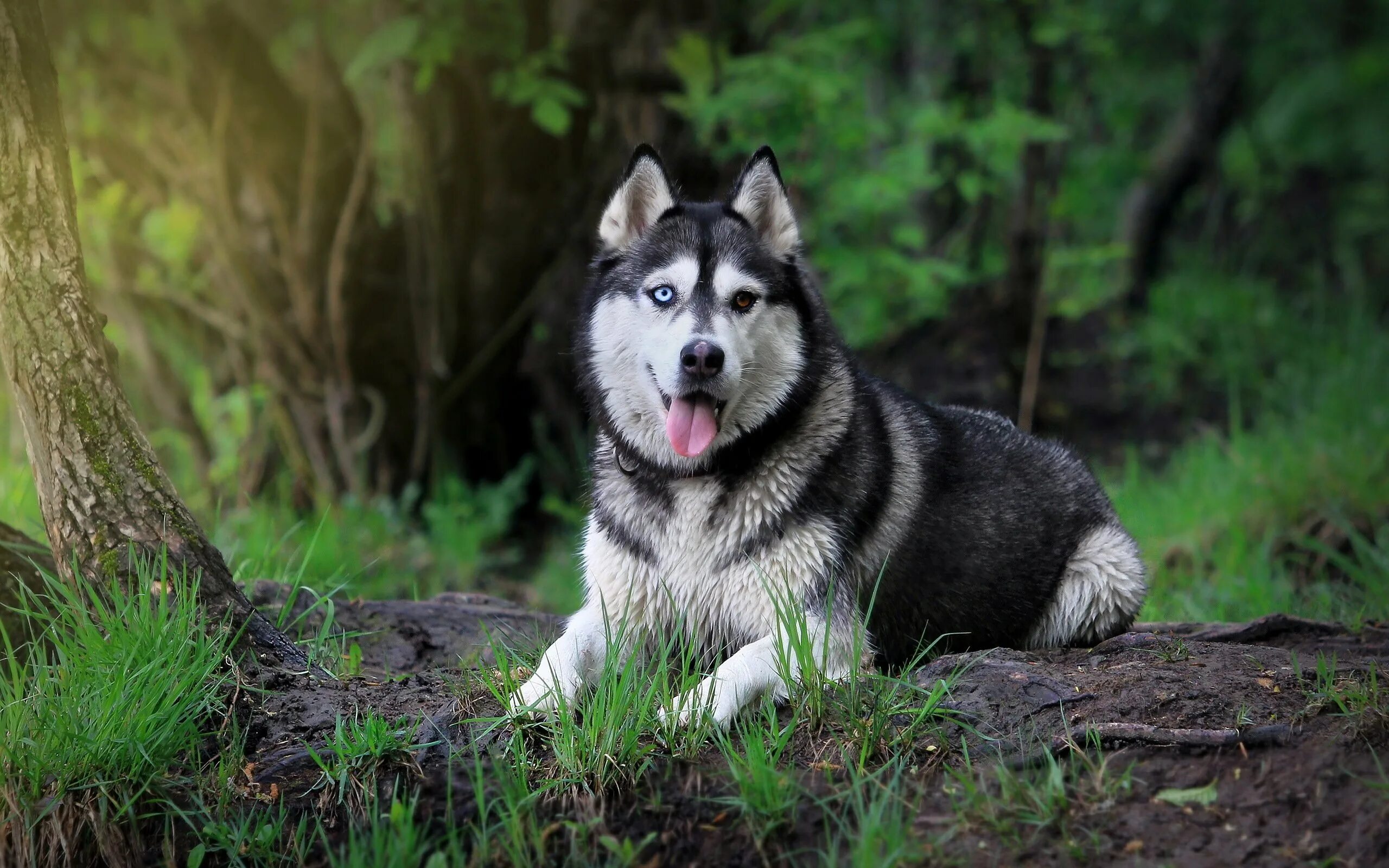 Сибирский хаски / Siberian Husky. Аляскинский хаски. Сибирский маламут -Сибирский хаски. Сибирская лайка хаски. Хаки лайки