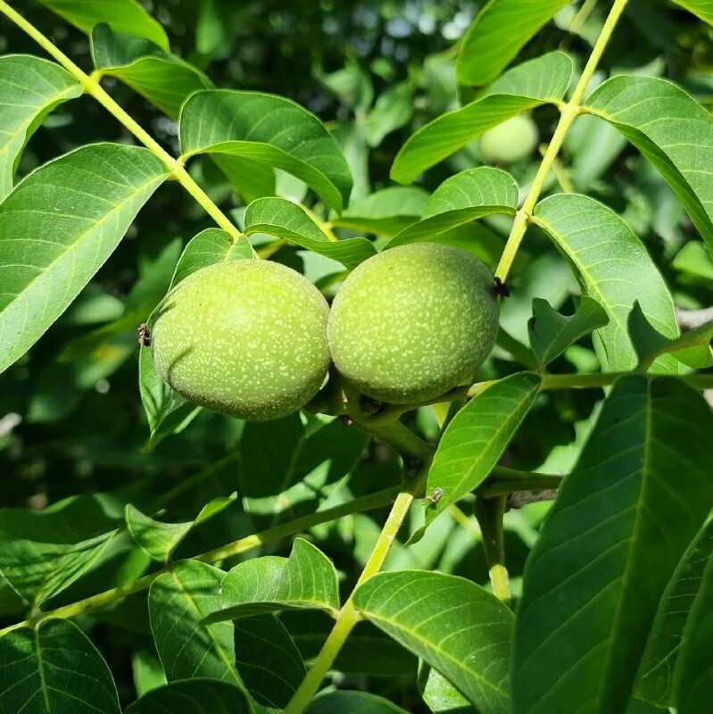 незрелый грецкий орех. грецкий орех молочной спелости. грецкий орех молочной спелости. недозрелый грецкий орех. не чпелый грецкий лрех.